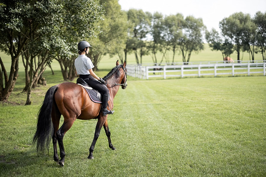 A rider in a helmet and riding attire sits on a bay horse, walking across a lush green pasture bordered by white fencing and tall trees. The scene evokes a peaceful, open-air riding environment on a well-maintained equestrian property.