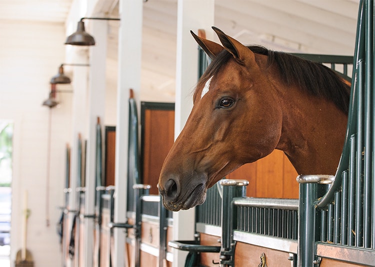 A close-up of a chestnut horse calmly looking out from its stall in a clean, well-maintained barn.