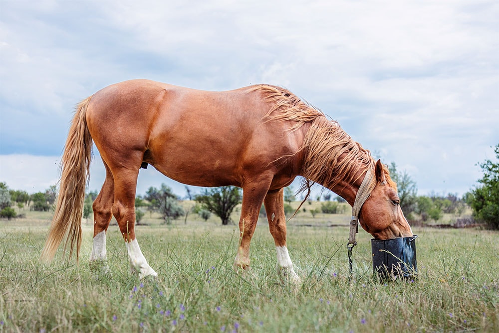 A chestnut horse with a light mane and white markings on its legs grazes in an open grassy field while drinking or eating from a black bucket on the ground. The horse is wearing a halter, and the scene is set against a backdrop of trees and cloudy skies.